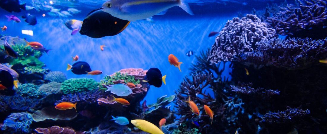 IB8 SG Pragmatic Play Fishing Games Guide – City Centre, Singapore