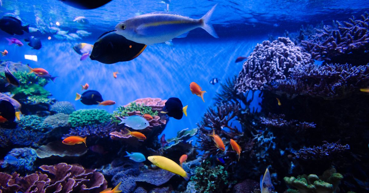IB8 SG Pragmatic Play Fishing Games Guide – City Centre, Singapore